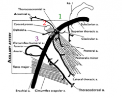 From the lateral boarder of pec minor to the inferior boarder of teres major this is where the brachial artery begins.
This contains the branches of the anterior humeral circumflex, the posterior humeral circumflex, and the subscapular arteries