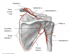 The circumflex artery and the thoracodorsal artery (coming from the subscapular artery