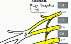 The Rhomboids and Levator Scapulae. It contains nerve from the C5 VPR or the C5 root of the brachial plexus