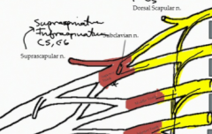 The Suprascapular (C5 and 6) and the subclavian nerve