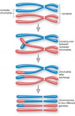 1. Mistos --> dipolida celler "dubbel kromosom uppsättning : 46 kromosomer - 23 från  varje förälder.

    Meios --> Hapolida celler " enkel (bildas genom reduktionsdelning) kromosomuppsättning" halveras alltid annars skulle det dubblas fö...