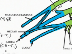 The musculocutaneous nerve innervates the anterior compartment of the arm (flexors) contains nerve fibers from C 5, 6, and 7
The median nerve contains fibers from C5-T1 and innervates the anterior muscles of the forearm (except for 1.5)