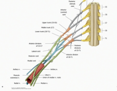 It helps show the progression of the brachial plexus:
Roots-Trunks-Divisions-Cords-Branches