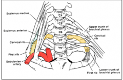 Outlet created by scalenus anterior and scalenus medius attaching to the first rib. Creates a triangle that the subclavian artery and brachial plexus exits from