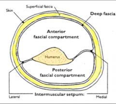 The radial nerve