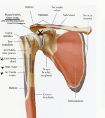 The mid part of the humerus (anterior side)