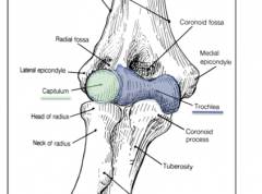A bony projection of the distal humerus and a insertion point for many posterior extensor muscles also known as the common flexor tendon. When injured this is known as golfer's elbow