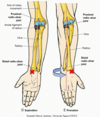 The flexion/extension of the hinge joint and the pronation/supination of the pivot joint