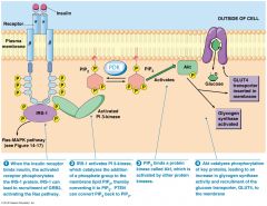 1. Insulin binds to the Insulin Receptor - a tyrosine kinase receptor which autophosphorylates. 
2. This activates a signalling pathway via IRS-1
3. IRS1 goes on to activate Pl3 - Kinase, in turn activating PDK  (transports PIP3) and finally Akt (...