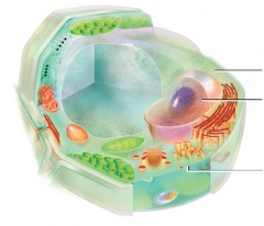 label cytoplasm, plasma membrane, and DNA in Nucleus