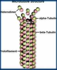 Microtubulos