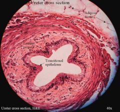 - Transitional Epithelium 
( found in Ureter)

Function: stretches readily and permits 
distention of 
urinary organ by 
contained urine
