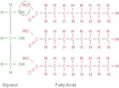 Fatty acids, glycerol
