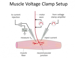 Left: current injection and measurement.

Center: axon

Right: voltage clamp amp; inject current