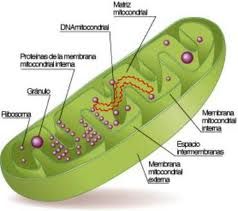 Mitocondrias