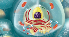 Label and state functions of each:


Vesticles

Nucleus
Mitochondria

Ribosomes
Golgi bodies
Rough and smooth ER