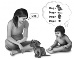 Child assumes that the word "dog" applies to every part of the dog (even the dog's ears)