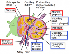 Via the high endothelial venules (in the paracortex)