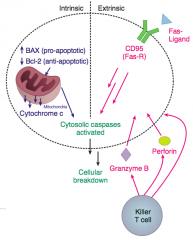 - Intrinsic pathway
- Extrinsic pathway: ligand receptor interactions (Fas-FasL) and immune cell (cytotoxic T-cell release of perforin and granzyme B)
