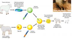 There are factors in the egg cell cytoplasm that cause what to happen to the nucleus from the tissue donor cell?