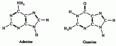 A purine is a heterocyclic aromatic organic compound. It consists of a pyrimidine ring fused to an imidazole ring. 


 


Guanine and Adenine