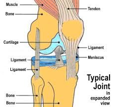 Why do pacinian corpuscles occur in joints, ligaments and tendons?