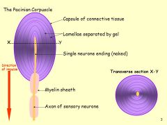 Describe the structure of a pacinian corpsucle: