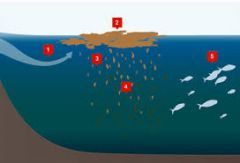 Dead zone" is a more common term for hypoxia, which refers to a reduced level of oxygen in the water. Hypoxic zones are areas in the ocean of such low oxygen concentration that animal life suffocates and dies, and as a result are sometimes called ...