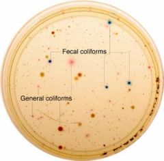 Fecal coliform bacteria