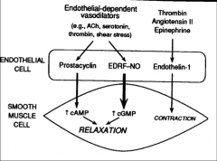 Other endothelial- derived factors contribute to autoregulation
Dilators include:
EDRF (NO)
Prostacyclin
Constrictors include:
Endothelin-1