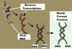 single strands viral RNA --->> double stranded DNA