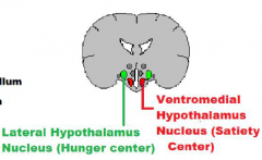 VMH nucleus is the satiety center