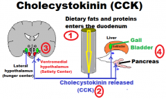 a.
b. Cholecystokinin (CCK)
c. 
d.
e.