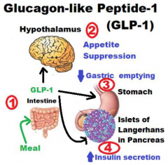 a.
b.
c. Glucagon-like peptide-1 (GLP-1)
d.
e.