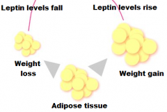e. Leptin

signals the brain that the body has had enough to eat
produced by fat cells (adipocytes)