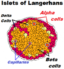 1. Alpha Cells - Glucagon (15-20% of cells)

2. Beta Cells - Insulin/Amylin (60-80% of cells)

3. Delta cells - Somatostatin (3-10% of cells)