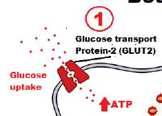 Glucose transported into beta cell by facilitated diffusion through a glucose transport protein-2 (GLUT2);