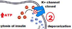 Entrance of glucose activates production of ATP, which closes potassium channels (K+ channels), thus depolarizing the cell
