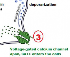Deporization of cell opens voltage-gated calcium channels, and Ca++ enters the cell;
