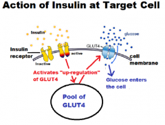 Insulin@Receptor = up regulate Glucose Transport Protein-4 (GLUT4)

Up regulation GLUT4 = Entrance of glucose