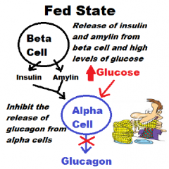 1. Insulin / Amylin (beta cells) secretion
2. Entrance of glucose into the alpha cells