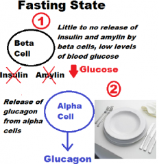 1. little to no release of insulin and amylin by the beta cells
2. Removal of the inhibitory effect that glucose entry into the alpha cells has