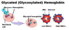 Glycated hemoglobin = average plasma glucose
(60-90 days)