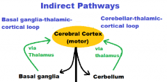 1. Basal ganglia-thalamic-cortical loop
2. Cerebellar-thalamic-cortical loop