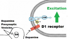 Direct Loop
D1
Dopamine