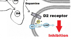 Indirect Loop
D2
Dopamine