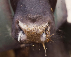 A seven-month-old feedlot calf presents with a bilateral mucopurulent nasal discharge, high fever, coughing, and anorexia.

Which one of the following choices is the most likely diagnosis? 

A - Infectious bovine rhinotracheitis
B - Husk
C - Acute b