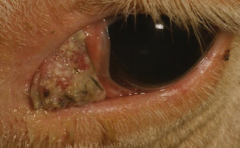 An 8-year-old Hereford cow presents with the eye lesion shown below. Impression smear cytology confirms that it is a squamous cell carcinoma. It is the 11th case in this herd this year.

Which one of the following recommendation topics should be discuss