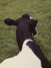 Two hours after parturition, a Holstein cow presents in sternal recumbency.

The head and neck are extended into an S-shaped curve. The pupils are sluggish and she appears to have flaccid tetraparesis.

Which one of the following choices is the most l
