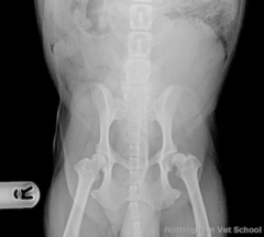 A 12-year-old West Highland White Terrier disappeared from its home for six hours and returned lame on his left pelvic limb.

Based on the pelvic radiograph made during the same day, which one of the following choices is the best treatment?

A - NSAID